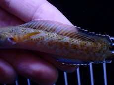 画像3: 【通販 淡水魚】No1 チャンナ sp パルダリス【個体販売】(±11cm)(大型魚・スネークヘッド)(生体)(熱帯魚)NKO (3)