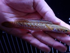画像4: 【通販 淡水魚】No1 チャンナ sp パルダリス【個体販売】(±11cm)(大型魚・スネークヘッド)(生体)(熱帯魚)NKO (4)