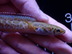 画像5: 【通販 淡水魚】No1 チャンナ sp パルダリス【個体販売】(±11cm)(大型魚・スネークヘッド)(生体)(熱帯魚)NKO (5)