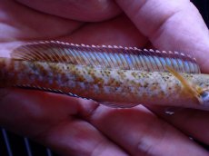 画像6: 【通販 淡水魚】No1 チャンナ sp パルダリス【個体販売】(±11cm)(大型魚・スネークヘッド)(生体)(熱帯魚)NKO (6)