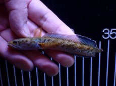 画像1: 【通販 淡水魚】No1 チャンナ sp インセイン【個体販売】(±11cm)(大型魚・スネークヘッド)(生体)(熱帯魚)NKO (1)