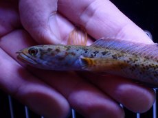 画像2: 【通販 淡水魚】No1 チャンナ sp インセイン【個体販売】(±11cm)(大型魚・スネークヘッド)(生体)(熱帯魚)NKO (2)