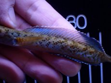 画像3: 【通販 淡水魚】No1 チャンナ sp インセイン【個体販売】(±11cm)(大型魚・スネークヘッド)(生体)(熱帯魚)NKO (3)