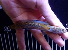 画像4: 【通販 淡水魚】No1 チャンナ sp インセイン【個体販売】(±11cm)(大型魚・スネークヘッド)(生体)(熱帯魚)NKO (4)