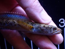 画像5: 【通販 淡水魚】No1 チャンナ sp インセイン【個体販売】(±11cm)(大型魚・スネークヘッド)(生体)(熱帯魚)NKO (5)