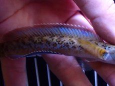 画像6: 【通販 淡水魚】No1 チャンナ sp インセイン【個体販売】(±11cm)(大型魚・スネークヘッド)(生体)(熱帯魚)NKO (6)