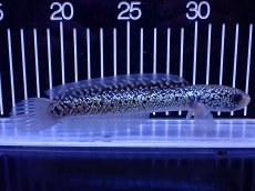 画像1: 【通販 淡水魚】激レア 藍天目(Blue tenmoku)【個体販売】(±15cm)(大型魚・スネークヘッド)(生体)(熱帯魚)NKO (1)