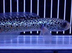 画像2: 【通販 淡水魚】激レア 藍天目(Blue tenmoku)【個体販売】(±15cm)(大型魚・スネークヘッド)(生体)(熱帯魚)NKO (2)