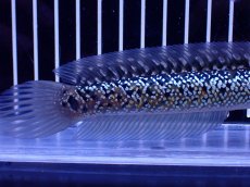 画像3: 【通販 淡水魚】激レア 藍天目(Blue tenmoku)【個体販売】(±15cm)(大型魚・スネークヘッド)(生体)(熱帯魚)NKO (3)