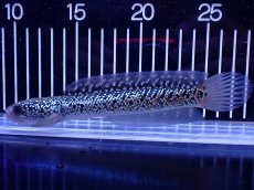 画像4: 【通販 淡水魚】激レア 藍天目(Blue tenmoku)【個体販売】(±15cm)(大型魚・スネークヘッド)(生体)(熱帯魚)NKO (4)