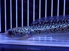 画像5: 【通販 淡水魚】激レア 藍天目(Blue tenmoku)【個体販売】(±15cm)(大型魚・スネークヘッド)(生体)(熱帯魚)NKO (5)