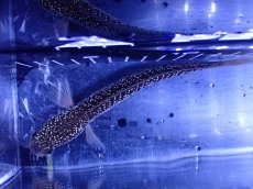 画像7: 【通販 淡水魚】激レア 藍天目(Blue tenmoku)【個体販売】(±15cm)(大型魚・スネークヘッド)(生体)(熱帯魚)NKO (7)