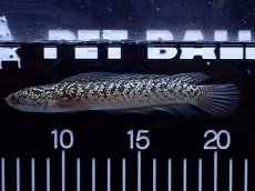 画像1: 【通販 淡水魚】激レア  金天目(Gold tenmoku)【個体販売】(±13cm)(大型魚・スネークヘッド)(生体)(熱帯魚)NKO (1)