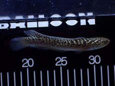 画像2: 【通販 淡水魚】激レア  金天目(Gold tenmoku)【個体販売】(±13cm)(大型魚・スネークヘッド)(生体)(熱帯魚)NKO (2)