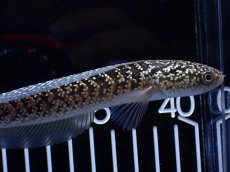 画像3: 【通販 淡水魚】激レア  金天目(Gold tenmoku)【個体販売】(±13cm)(大型魚・スネークヘッド)(生体)(熱帯魚)NKO (3)
