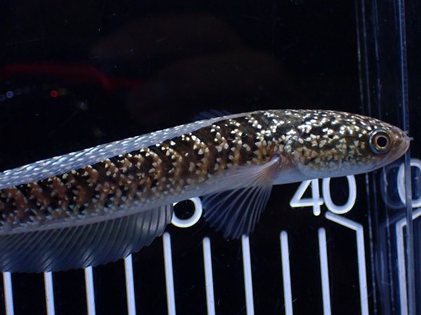 通販 淡水魚】激レア 金天目(Gold tenmoku)【個体販売】(±13cm)(大型魚