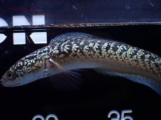 画像4: 【通販 淡水魚】激レア  金天目(Gold tenmoku)【個体販売】(±13cm)(大型魚・スネークヘッド)(生体)(熱帯魚)NKO (4)