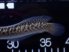 画像5: 【通販 淡水魚】激レア  金天目(Gold tenmoku)【個体販売】(±13cm)(大型魚・スネークヘッド)(生体)(熱帯魚)NKO (5)