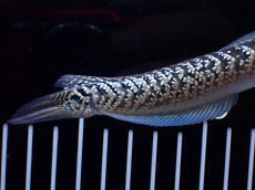 画像6: 【通販 淡水魚】激レア  金天目(Gold tenmoku)【個体販売】(±13cm)(大型魚・スネークヘッド)(生体)(熱帯魚)NKO (6)