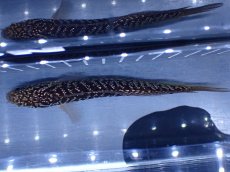 画像7: 【通販 淡水魚】激レア  金天目(Gold tenmoku)【個体販売】(±13cm)(大型魚・スネークヘッド)(生体)(熱帯魚)NKO (7)