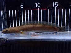 画像1: 【通販 淡水魚】レア種 ブラックトーマン(ブラックスネークヘッド)Melasoma【個体販売】(±20cm)(生体)(熱帯魚)NKO (1)