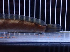 画像4: 【通販 淡水魚】レア種 ブラックトーマン(ブラックスネークヘッド)Melasoma【個体販売】(±20cm)(生体)(熱帯魚)NKO (4)