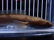 画像6: 【通販 淡水魚】レア種 ブラックトーマン(ブラックスネークヘッド)Melasoma【個体販売】(±20cm)(生体)(熱帯魚)NKO (6)