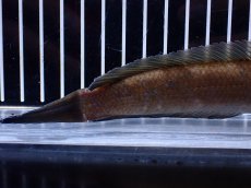 画像8: 【通販 淡水魚】レア種 ブラックトーマン(ブラックスネークヘッド)Melasoma【個体販売】(±20cm)(生体)(熱帯魚)NKO (8)