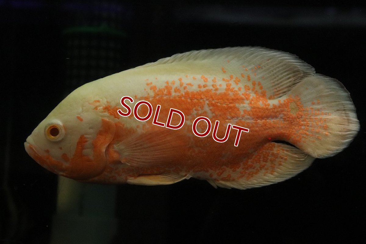 画像1: 【通販 淡水魚】爆安 ビッグサイズ アルビノレッドオスカー【個体販売】(±18cm)(大型魚)(生体)(熱帯魚)NKO (1)