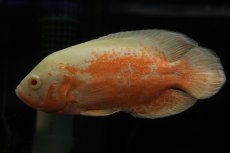 画像1: 【通販 淡水魚】爆安 ビッグサイズ アルビノレッドオスカー【個体販売】(±18cm)(大型魚)(生体)(熱帯魚)NKO (1)