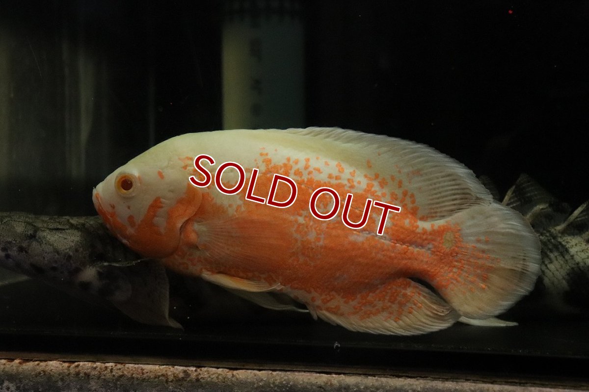 画像2: 【通販 淡水魚】爆安 ビッグサイズ アルビノレッドオスカー【個体販売】(±18cm)(大型魚)(生体)(熱帯魚)NKO (2)