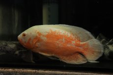 画像2: 【通販 淡水魚】爆安 ビッグサイズ アルビノレッドオスカー【個体販売】(±18cm)(大型魚)(生体)(熱帯魚)NKO (2)