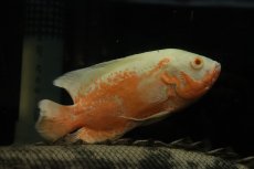 画像3: 【通販 淡水魚】爆安 ビッグサイズ アルビノレッドオスカー【個体販売】(±18cm)(大型魚)(生体)(熱帯魚)NKO (3)