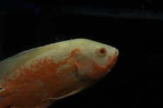 画像4: 【通販 淡水魚】爆安 ビッグサイズ アルビノレッドオスカー【個体販売】(±18cm)(大型魚)(生体)(熱帯魚)NKO (4)