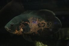画像1: 【通販 淡水魚】爆安 大きめ レッドオスカー【個体販売】(±19cm)(大型魚)(生体)(熱帯魚)NKO (1)