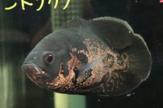 画像2: 【通販 淡水魚】爆安 大きめ レッドオスカー【個体販売】(±19cm)(大型魚)(生体)(熱帯魚)NKO (2)