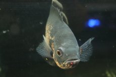 画像3: 【通販 淡水魚】爆安 大きめ レッドオスカー【個体販売】(±19cm)(大型魚)(生体)(熱帯魚)NKO (3)