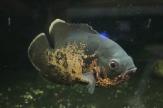 画像4: 【通販 淡水魚】爆安 大きめ レッドオスカー【個体販売】(±19cm)(大型魚)(生体)(熱帯魚)NKO (4)