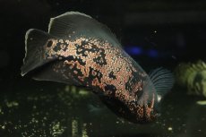 画像5: 【通販 淡水魚】爆安 大きめ レッドオスカー【個体販売】(±19cm)(大型魚)(生体)(熱帯魚)NKO (5)