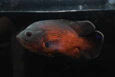画像1: 【通販 淡水魚】爆安 大きめ 美個体 レッドオスカー【個体販売】(±19cm)(大型魚)(生体)(熱帯魚)NKO (1)