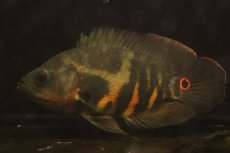 画像1: 【淡水魚】【通販】激レア No1 極上個体 極赤 スーパーレッドオスカー サンフランシスコ産 ワイルド【個体販売】(生体)(熱帯魚)NKＯ (1)