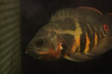 画像2: 【淡水魚】【通販】激レア No1 極上個体 極赤 スーパーレッドオスカー サンフランシスコ産 ワイルド【個体販売】(生体)(熱帯魚)NKＯ (2)