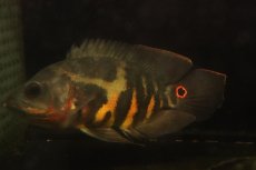 画像3: 【淡水魚】【通販】激レア No1 極上個体 極赤 スーパーレッドオスカー サンフランシスコ産 ワイルド【個体販売】(生体)(熱帯魚)NKＯ (3)