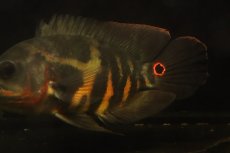 画像4: 【淡水魚】【通販】激レア No1 極上個体 極赤 スーパーレッドオスカー サンフランシスコ産 ワイルド【個体販売】(生体)(熱帯魚)NKＯ (4)