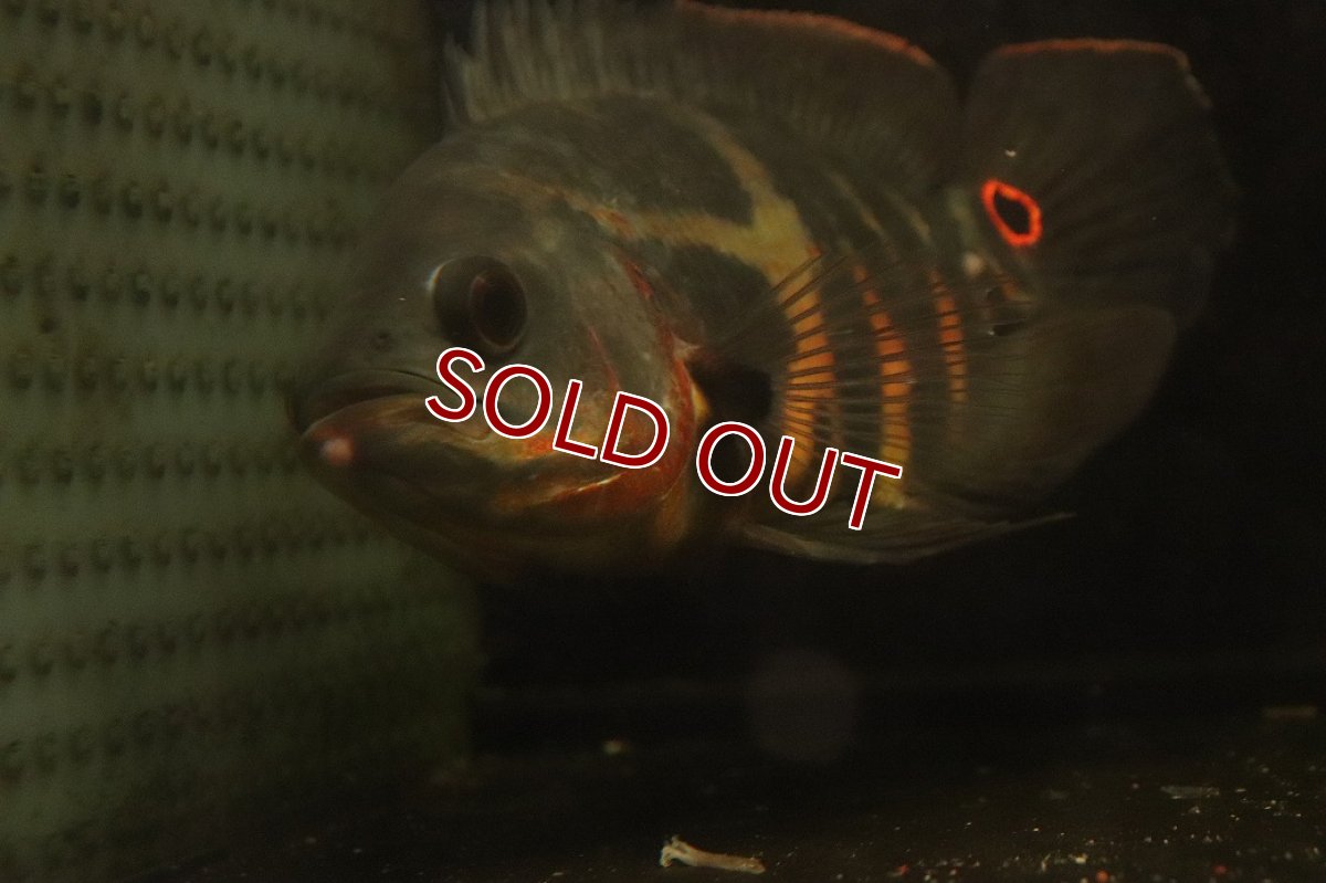 画像5: 【淡水魚】【通販】激レア No1 極上個体 極赤 スーパーレッドオスカー サンフランシスコ産 ワイルド【個体販売】(生体)(熱帯魚)NKＯ (5)