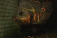 画像5: 【淡水魚】【通販】激レア No1 極上個体 極赤 スーパーレッドオスカー サンフランシスコ産 ワイルド【個体販売】(生体)(熱帯魚)NKＯ (5)
