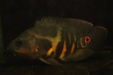 画像6: 【淡水魚】【通販】激レア No1 極上個体 極赤 スーパーレッドオスカー サンフランシスコ産 ワイルド【個体販売】(生体)(熱帯魚)NKＯ (6)