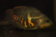 画像7: 【淡水魚】【通販】激レア No1 極上個体 極赤 スーパーレッドオスカー サンフランシスコ産 ワイルド【個体販売】(生体)(熱帯魚)NKＯ (7)
