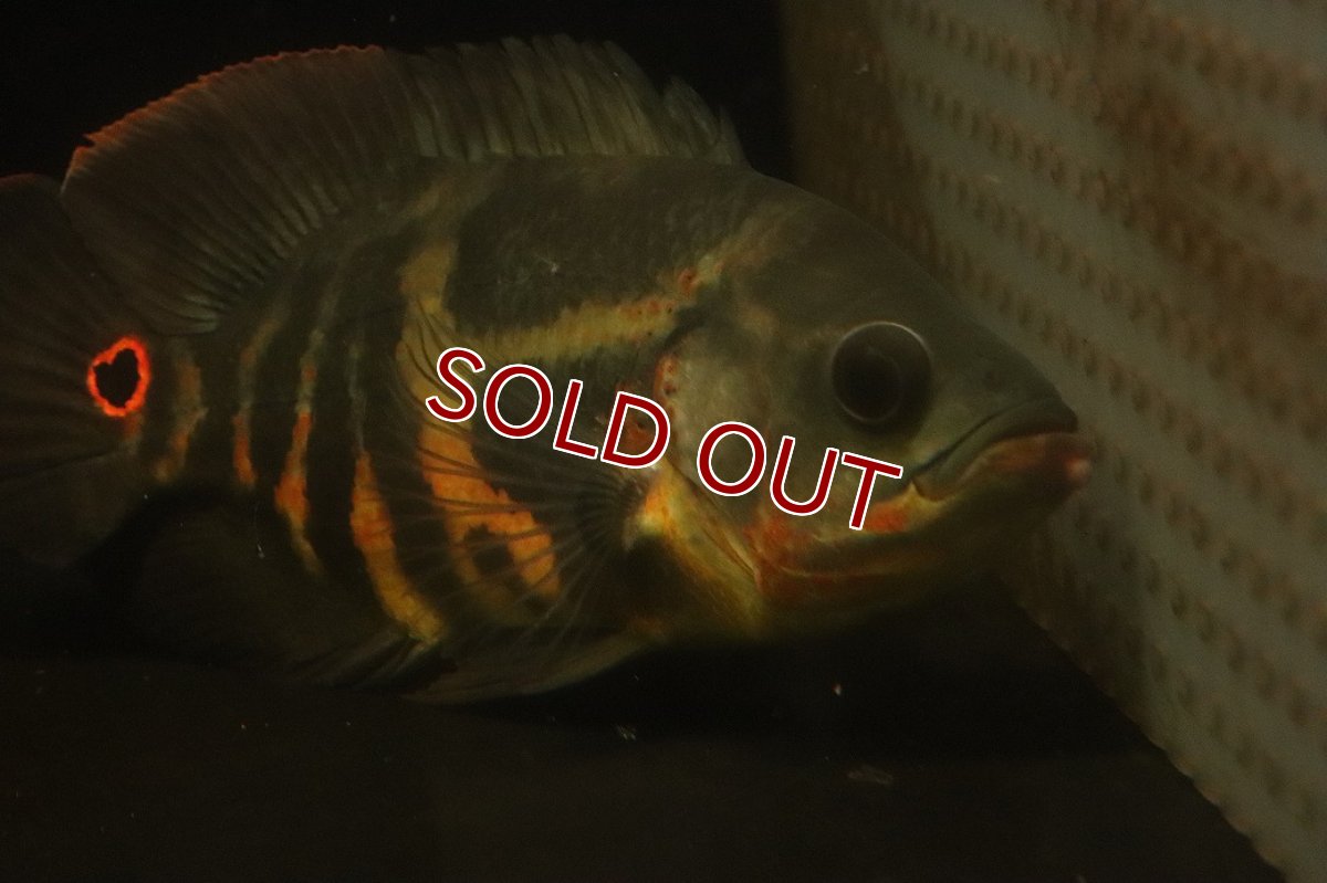 画像8: 【淡水魚】【通販】激レア No1 極上個体 極赤 スーパーレッドオスカー サンフランシスコ産 ワイルド【個体販売】(生体)(熱帯魚)NKＯ (8)