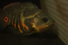 画像8: 【淡水魚】【通販】激レア No1 極上個体 極赤 スーパーレッドオスカー サンフランシスコ産 ワイルド【個体販売】(生体)(熱帯魚)NKＯ (8)